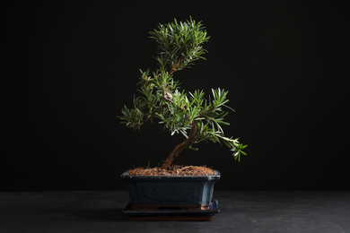 Photo of Japanese bonsai plant on black stone table. Creating zen atmosphere at home
