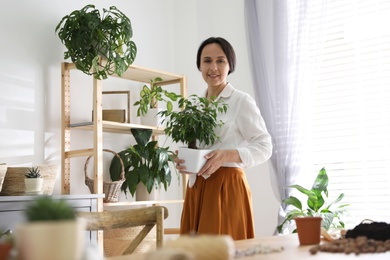 Photo of Mature woman with beautiful houseplant at home. Engaging hobby