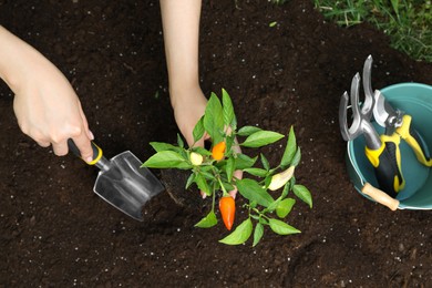Photo of Woman transplanting pepper plant into soil, top view