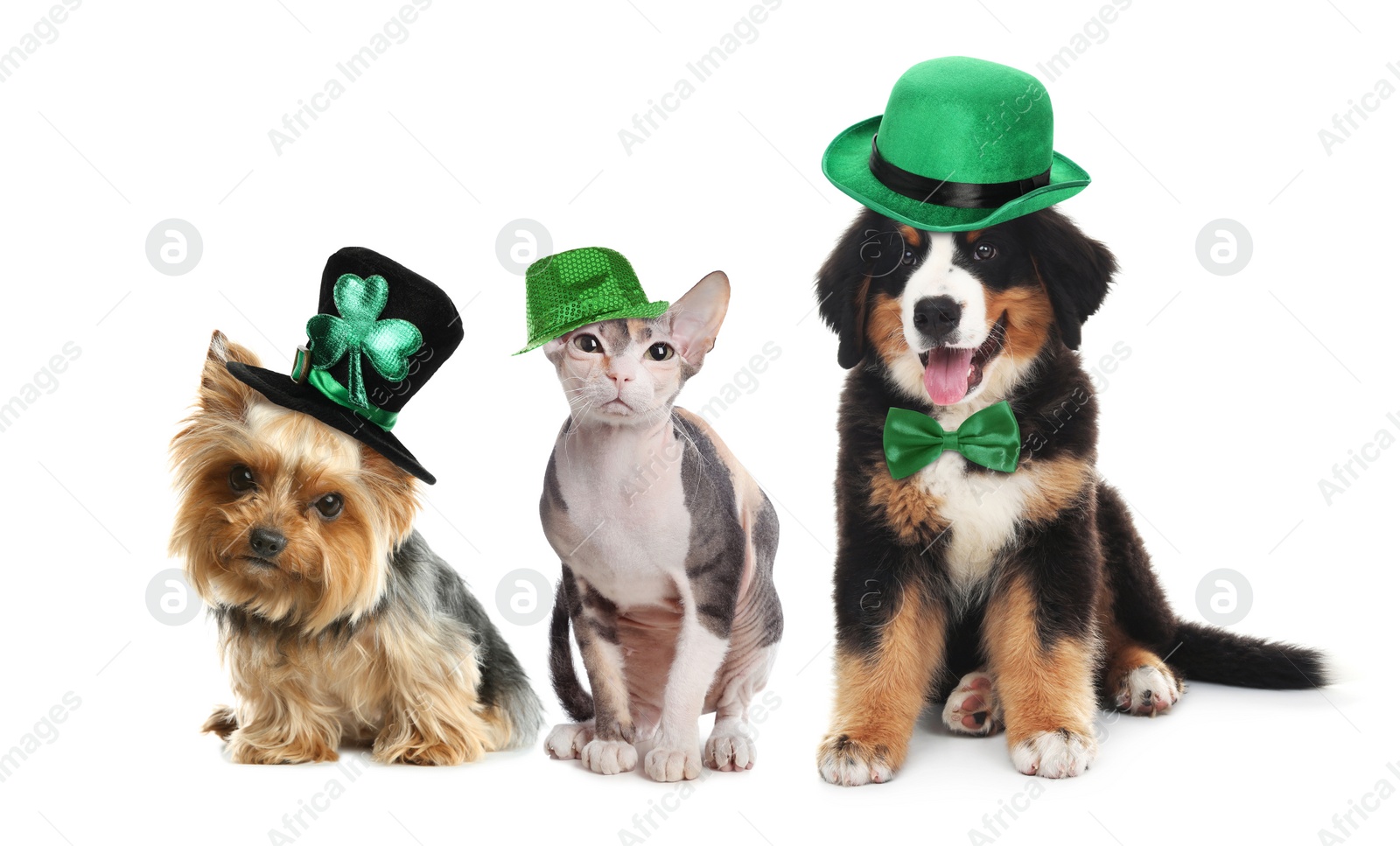 Image of Cute pets with leprechaun hats on white background. St. Patrick's Day