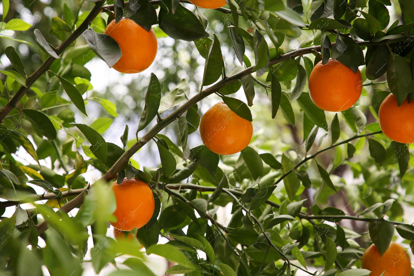 Photo of Fresh ripe oranges growing on tree outdoors