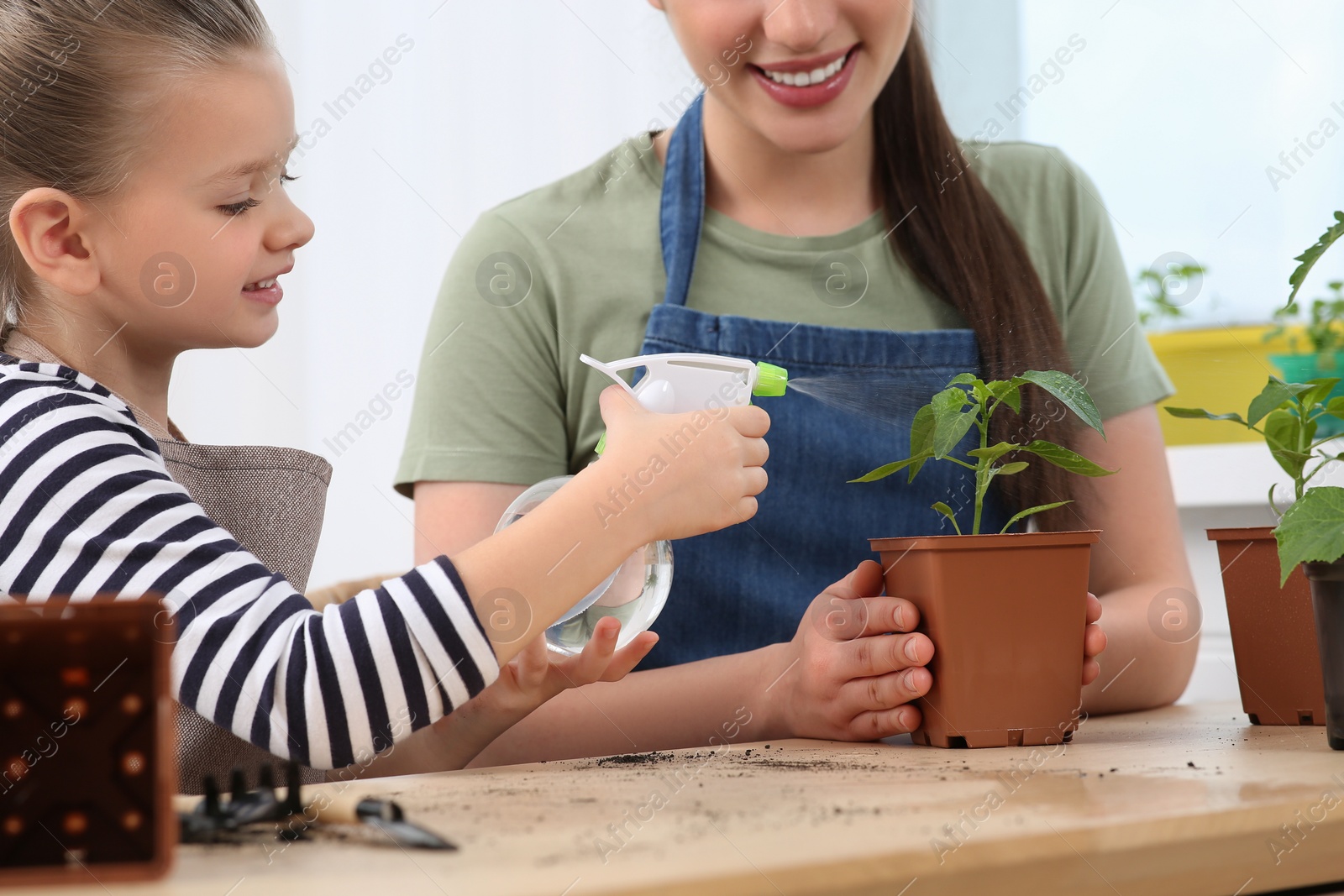 Photo of Mother and daughter spraying seedling in pot together at wooden table indoors, closeup