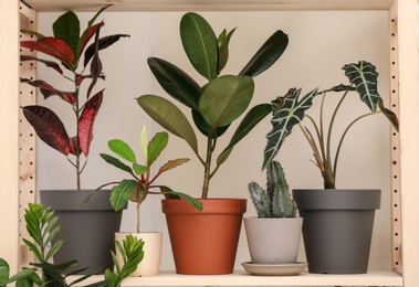 Photo of Different home plants on shelf near light wall