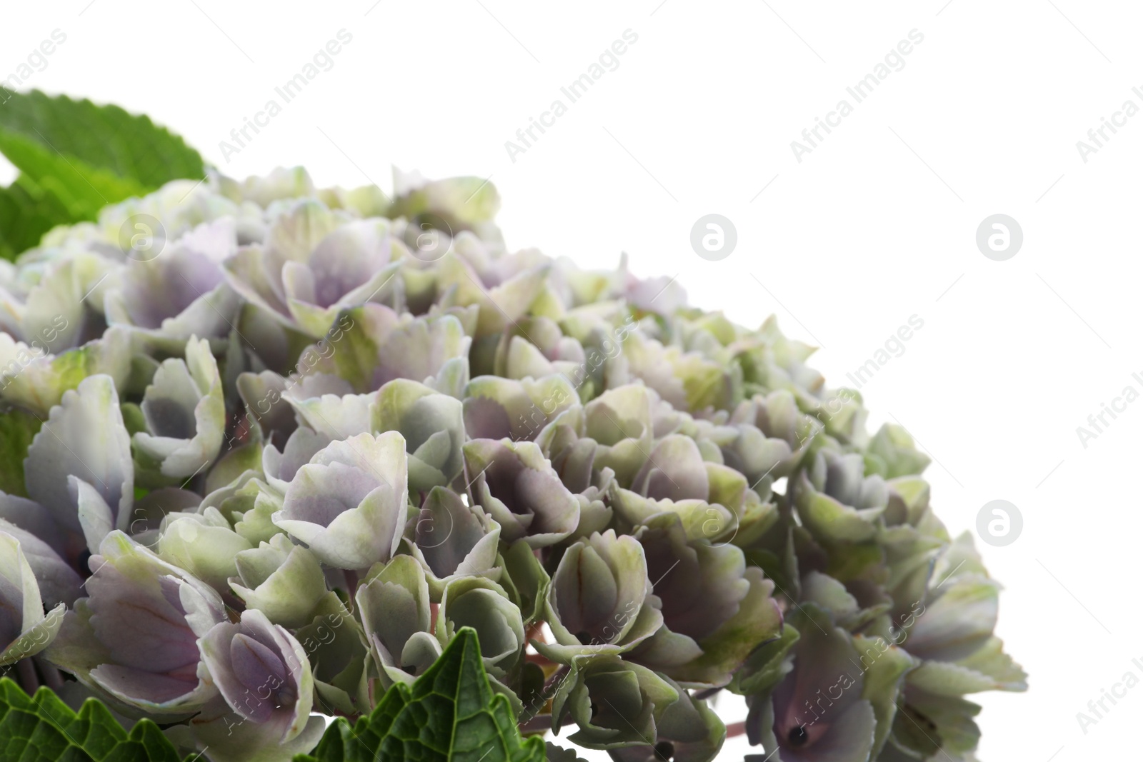 Photo of Beautiful blooming hortensia plant isolated on white