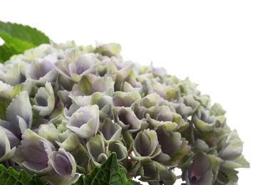 Beautiful blooming hortensia plant isolated on white