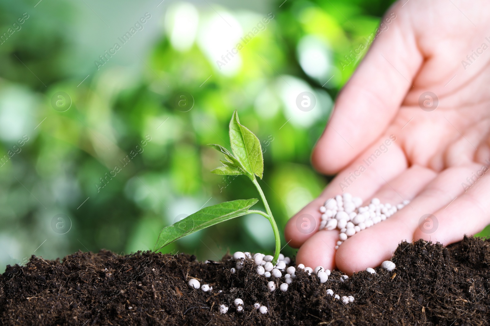 Photo of Woman fertilizing plant in soil against blurred background, closeup with space for text. Gardening time