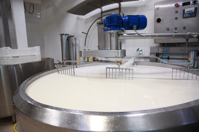 Milk in curd preparation tank at cheese factory