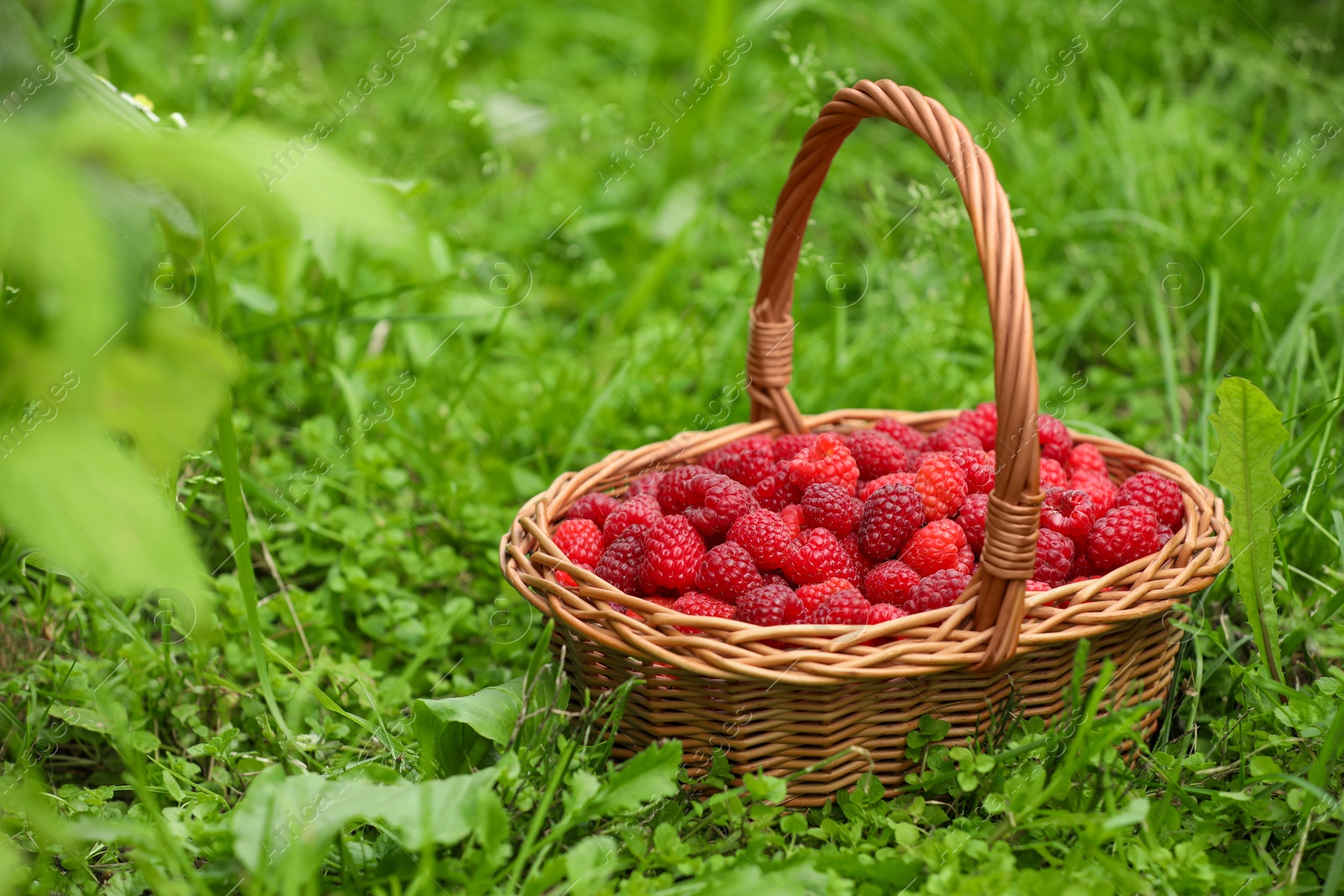 Photo of Wicker basket with ripe raspberries on green grass outdoors. Space for text