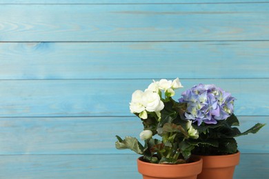 Different beautiful blooming plants in flower pots on blue wooden background, space for text