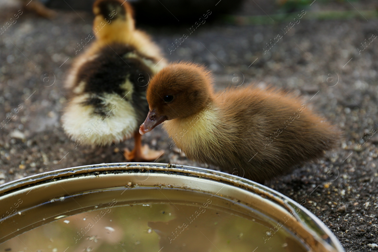 Photo of Cute fluffy ducklings near bowl of water in farmyard