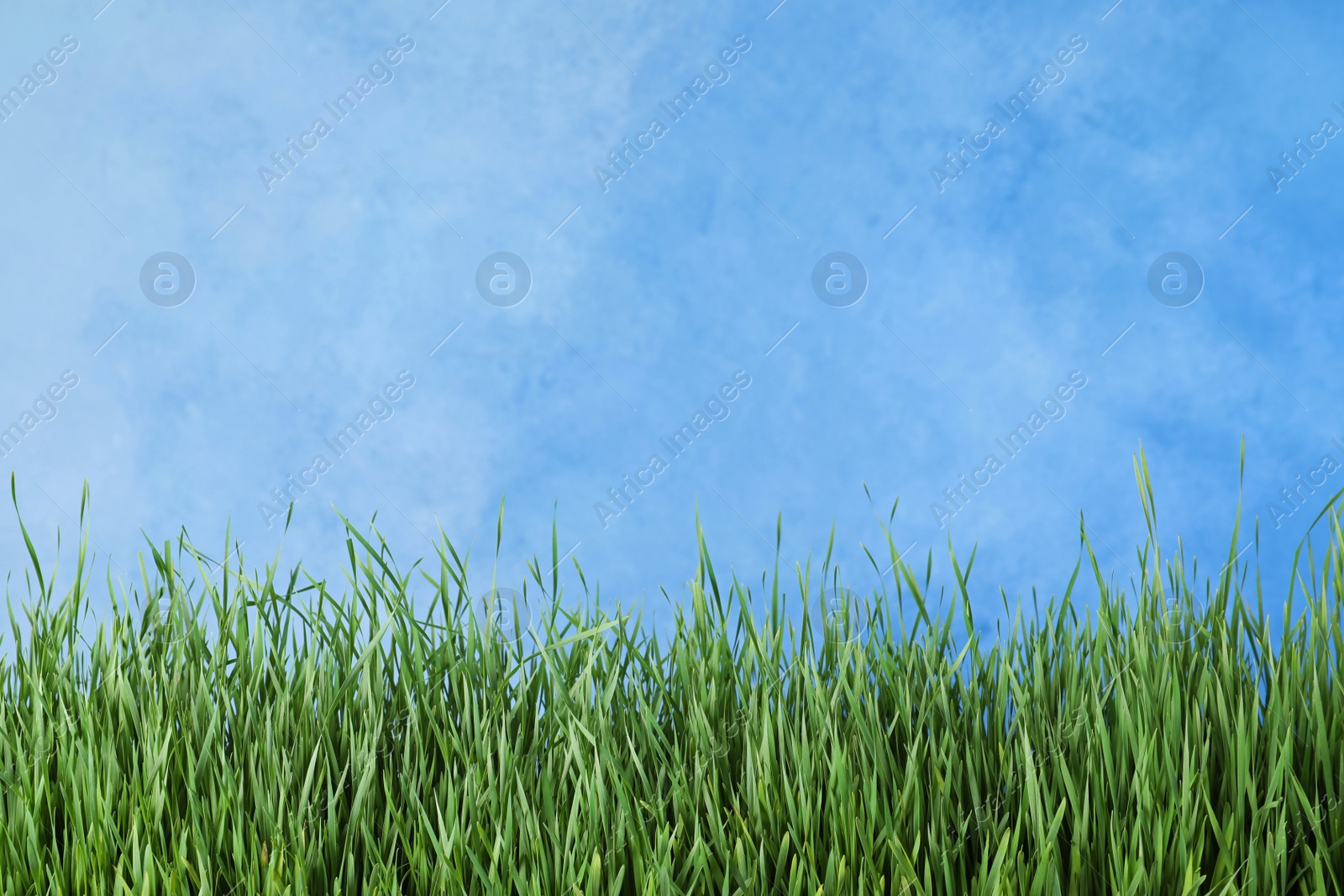 Photo of Fresh green grass near blue fence. Space for text