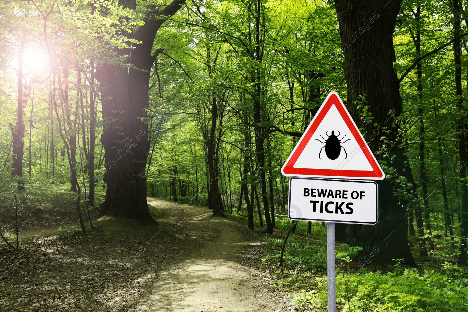 Image of Warning sign Beware of ticks in forest on sunny day