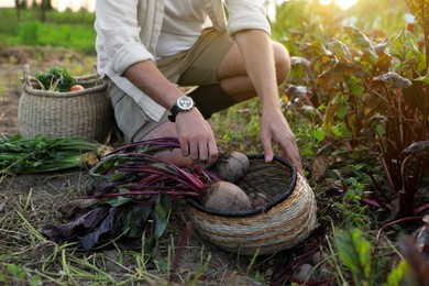 Photo of Man harvesting fresh ripe beets on farm, closeup