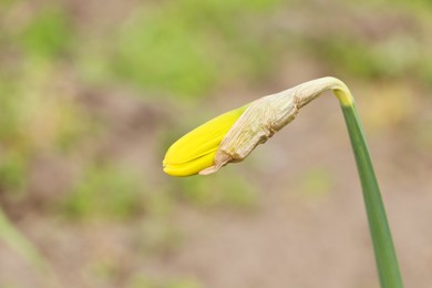 Photo of Daffodil bud in garden, closeup. Spring flowers