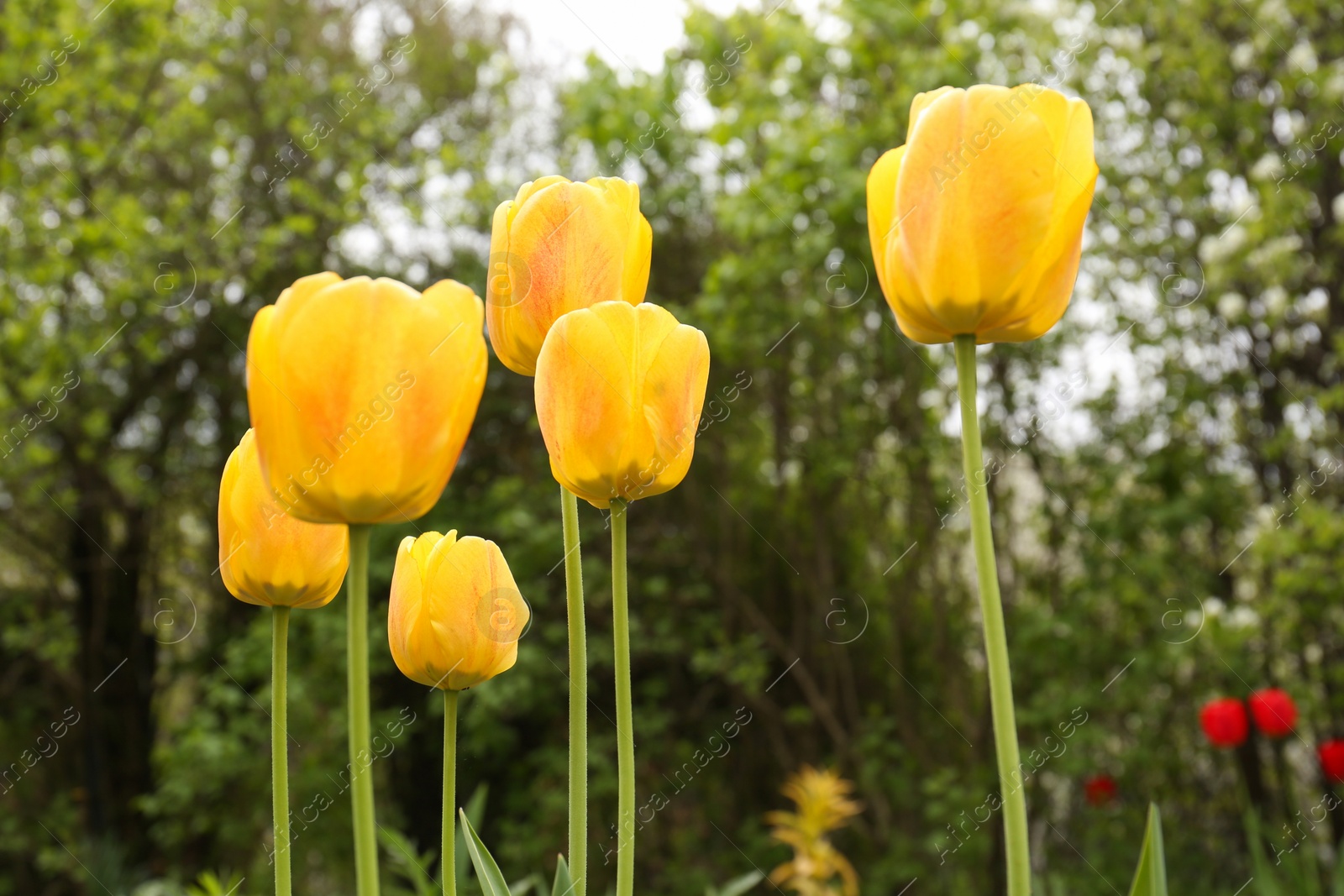 Photo of Beautiful bright yellow tulips outdoors on spring day, closeup