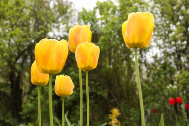 Beautiful bright yellow tulips outdoors on spring day, closeup