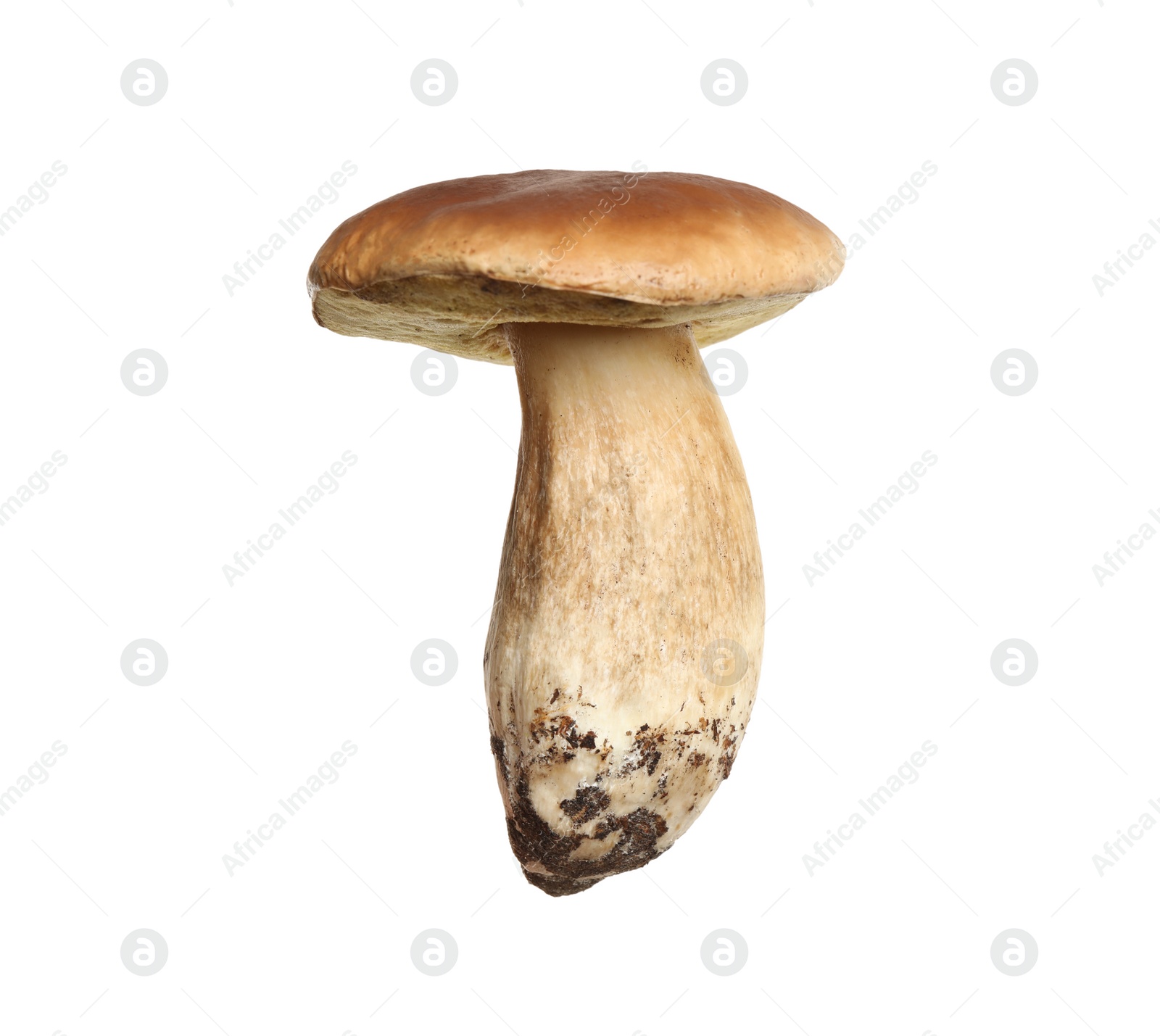 Photo of Fresh slippery jack mushroom isolated on white