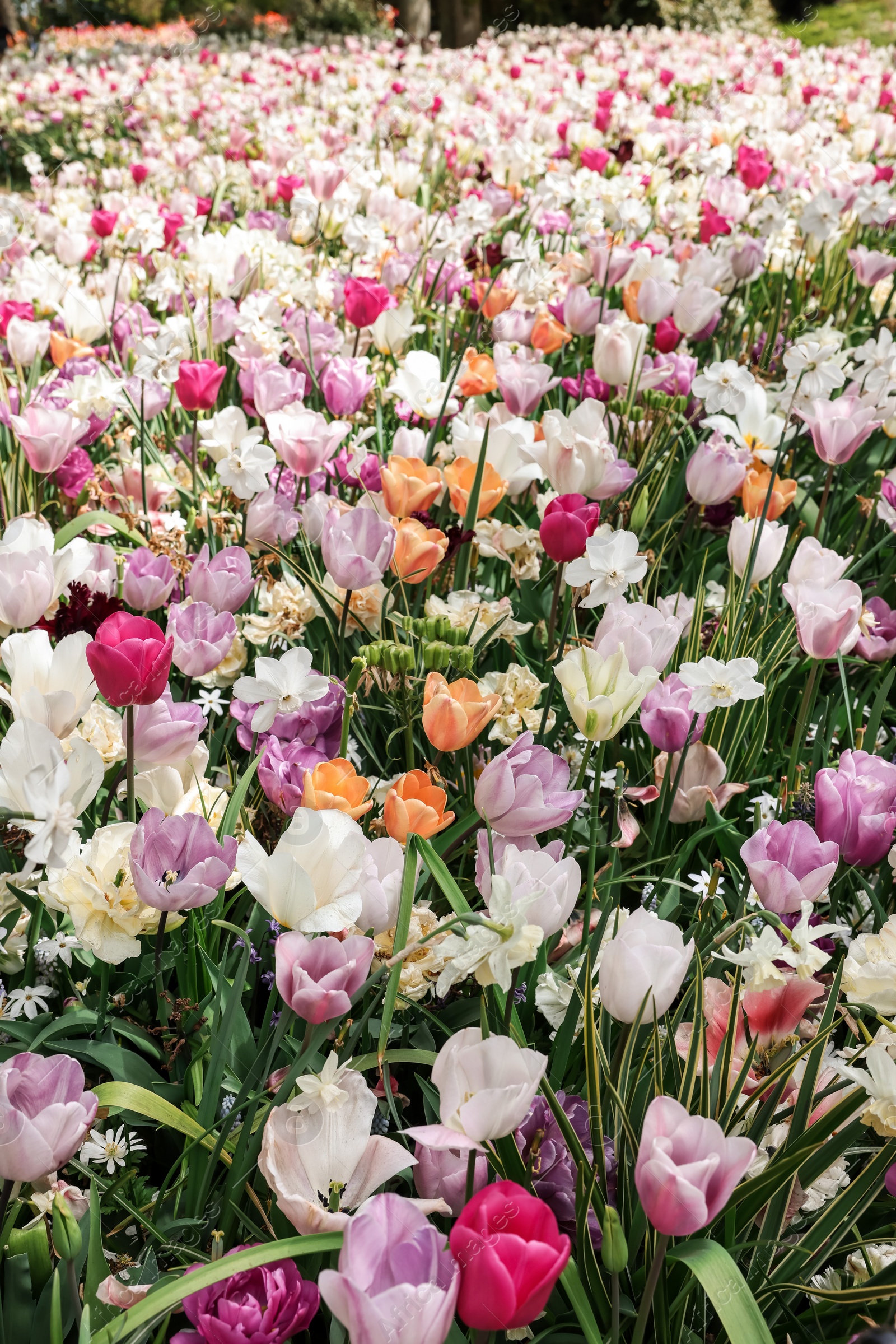 Photo of Many different beautiful flowers in park. Spring season