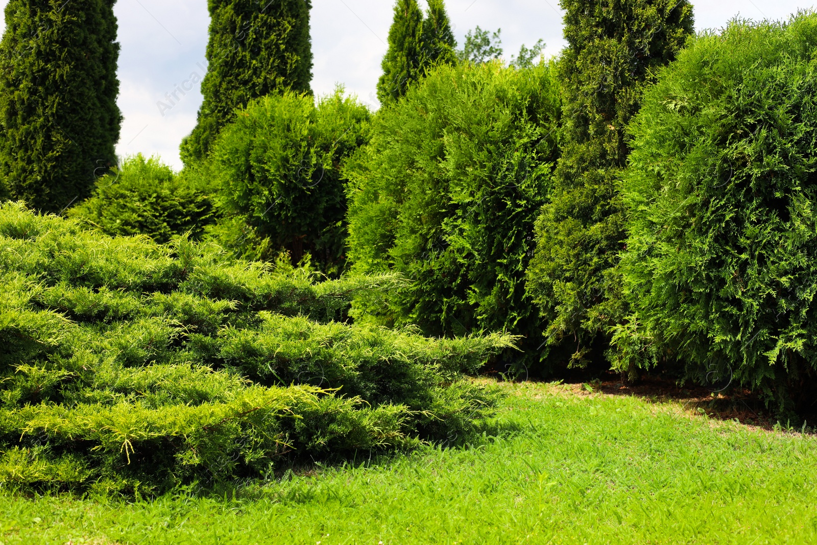 Photo of Beautiful view of green lawn, bushes and coniferous trees outdoors on spring day