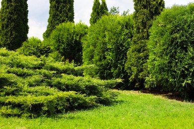 Beautiful view of green lawn, bushes and coniferous trees outdoors on spring day