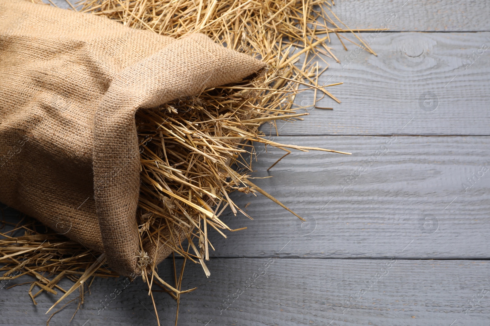 Photo of Dried straw in burlap sack on grey wooden table, space for text