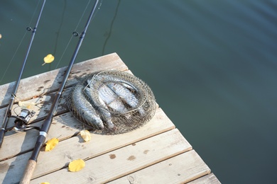 Fishing rods and fresh fish on wooden pier near pond. Space for text