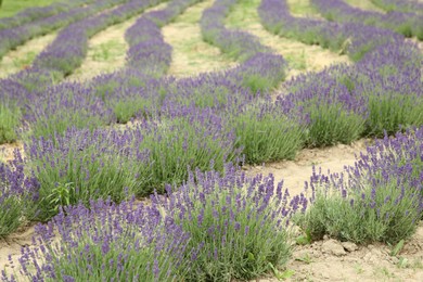 View of beautiful blooming lavender growing in field