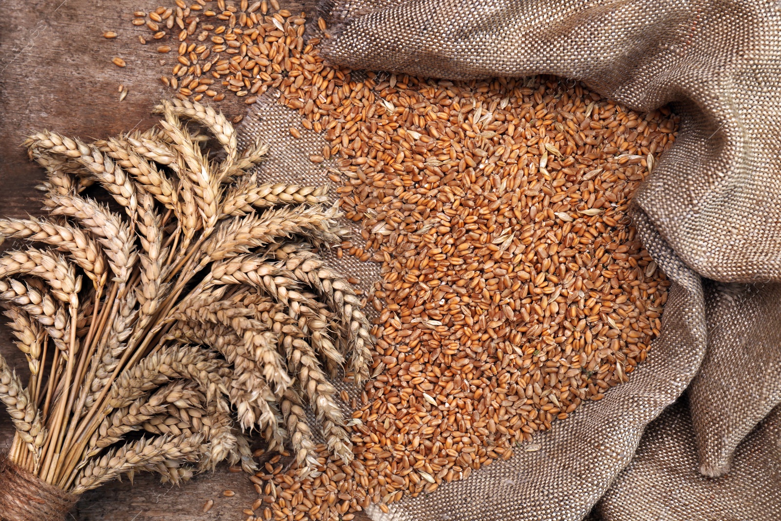 Photo of Sack with wheat grains and spikelets on wooden table, flat lay