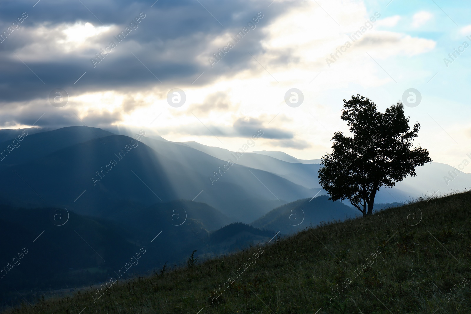 Photo of Beautiful mountains with tree under cloudy sky at sunset. Picturesque landscape