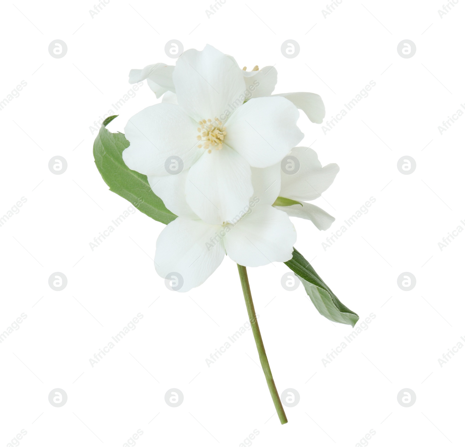 Photo of Branch of jasmine flowers and leaves isolated on white