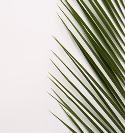 Photo of Beautiful tropical leaf on light background, top view