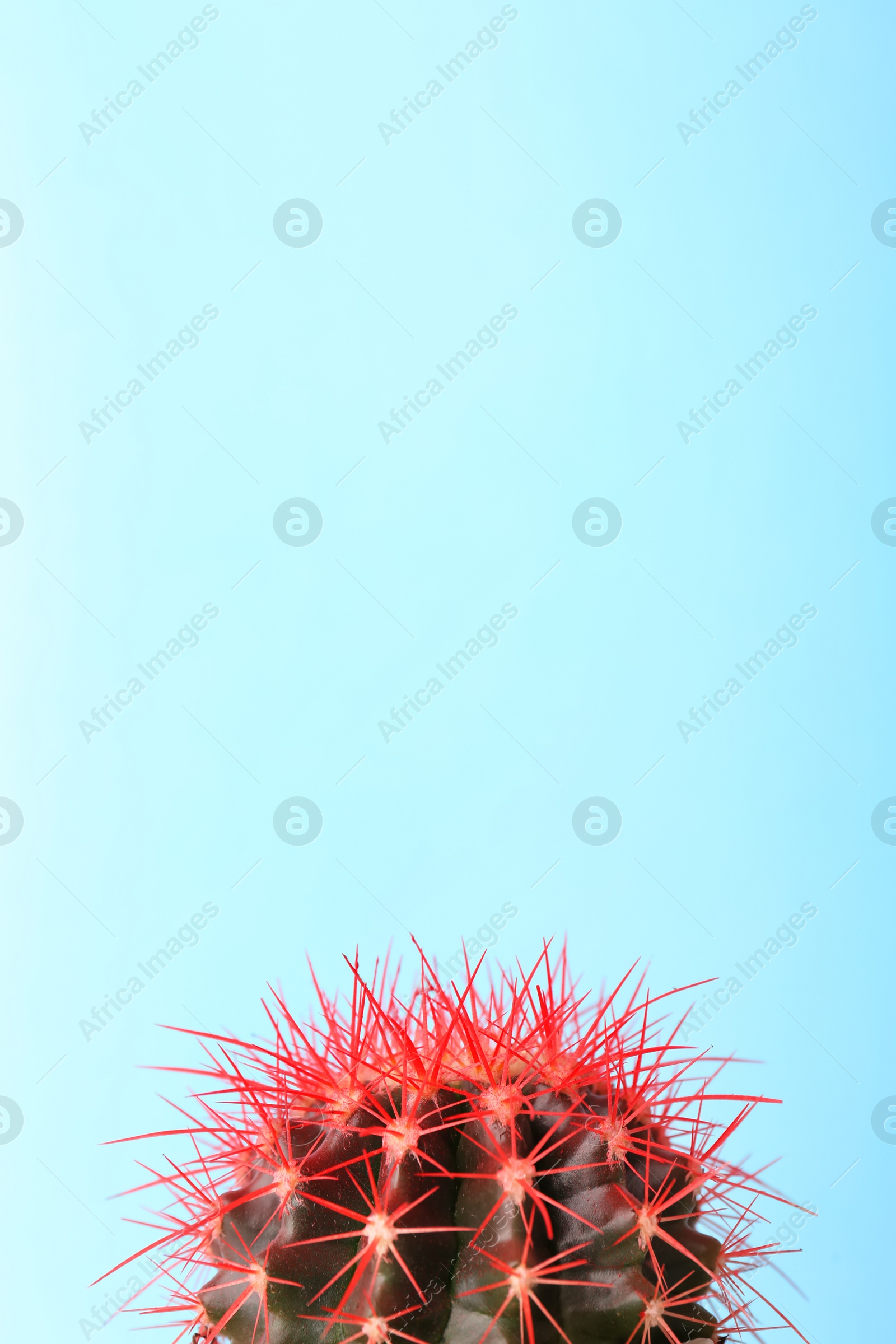 Photo of Beautiful cactus on color background