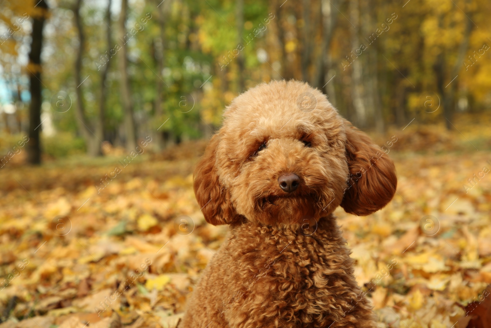 Photo of Cute fluffy dog in autumn park, space for text