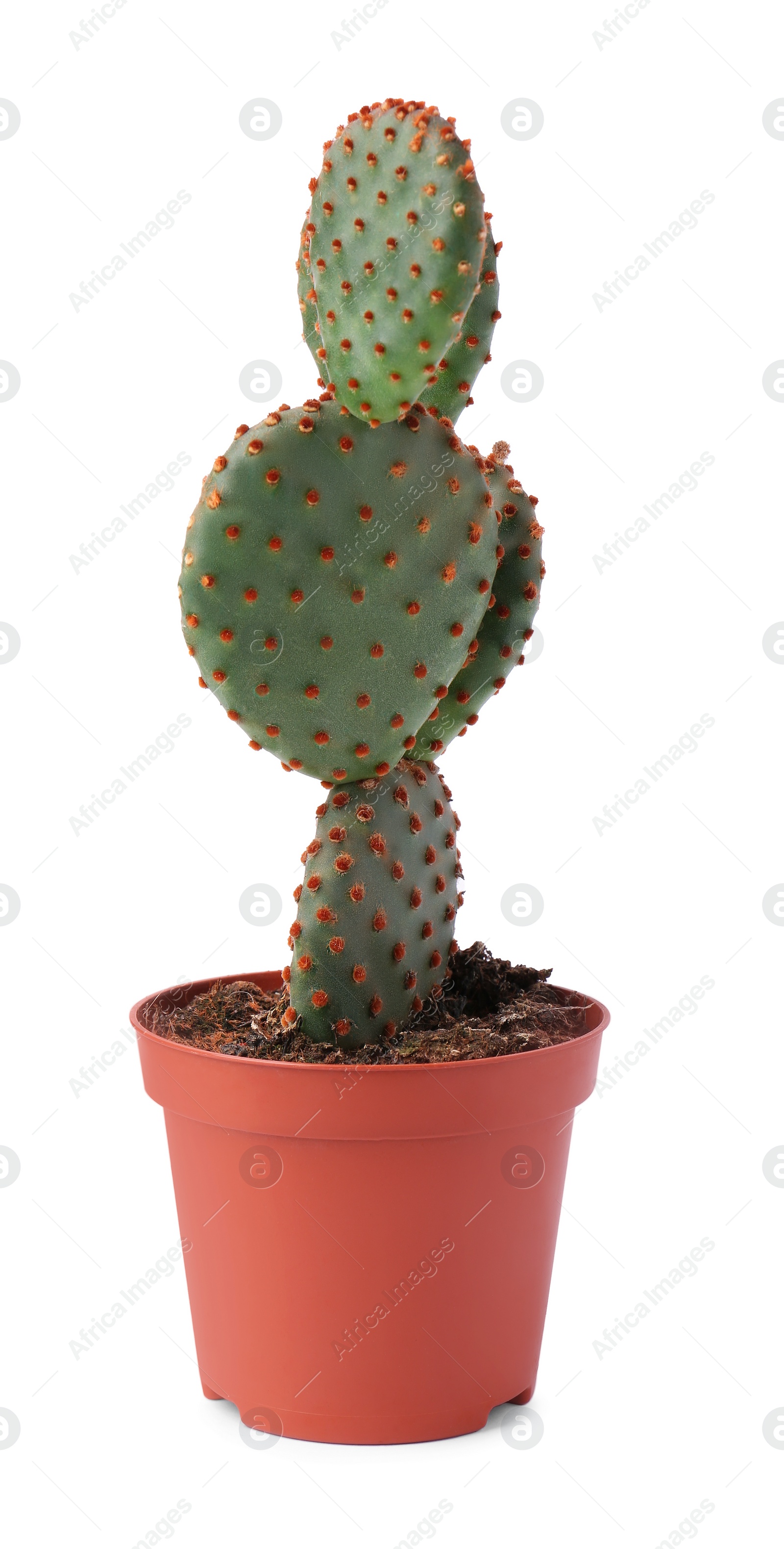 Photo of Beautiful green Opuntia cactus in pot on white background