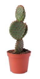 Photo of Beautiful green Opuntia cactus in pot on white background