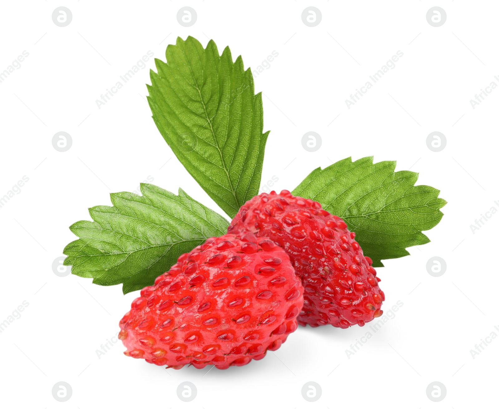 Image of Fresh ripe wild strawberries with green leaves isolated on white