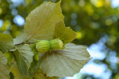 Unripe hazelnuts growing on tree outdoors, closeup