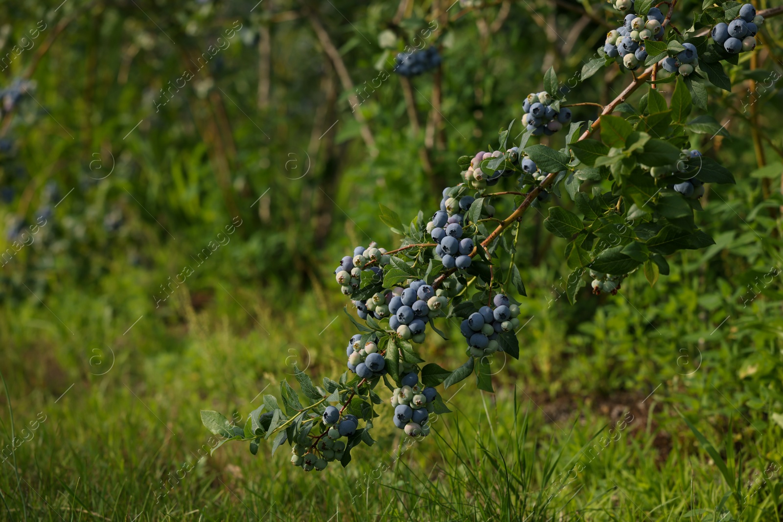 Photo of Bush of wild blueberry with berries growing outdoors