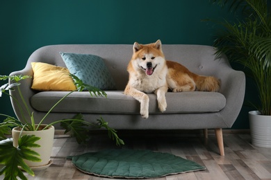 Photo of Cute Akita Inu dog on sofa in room with houseplants