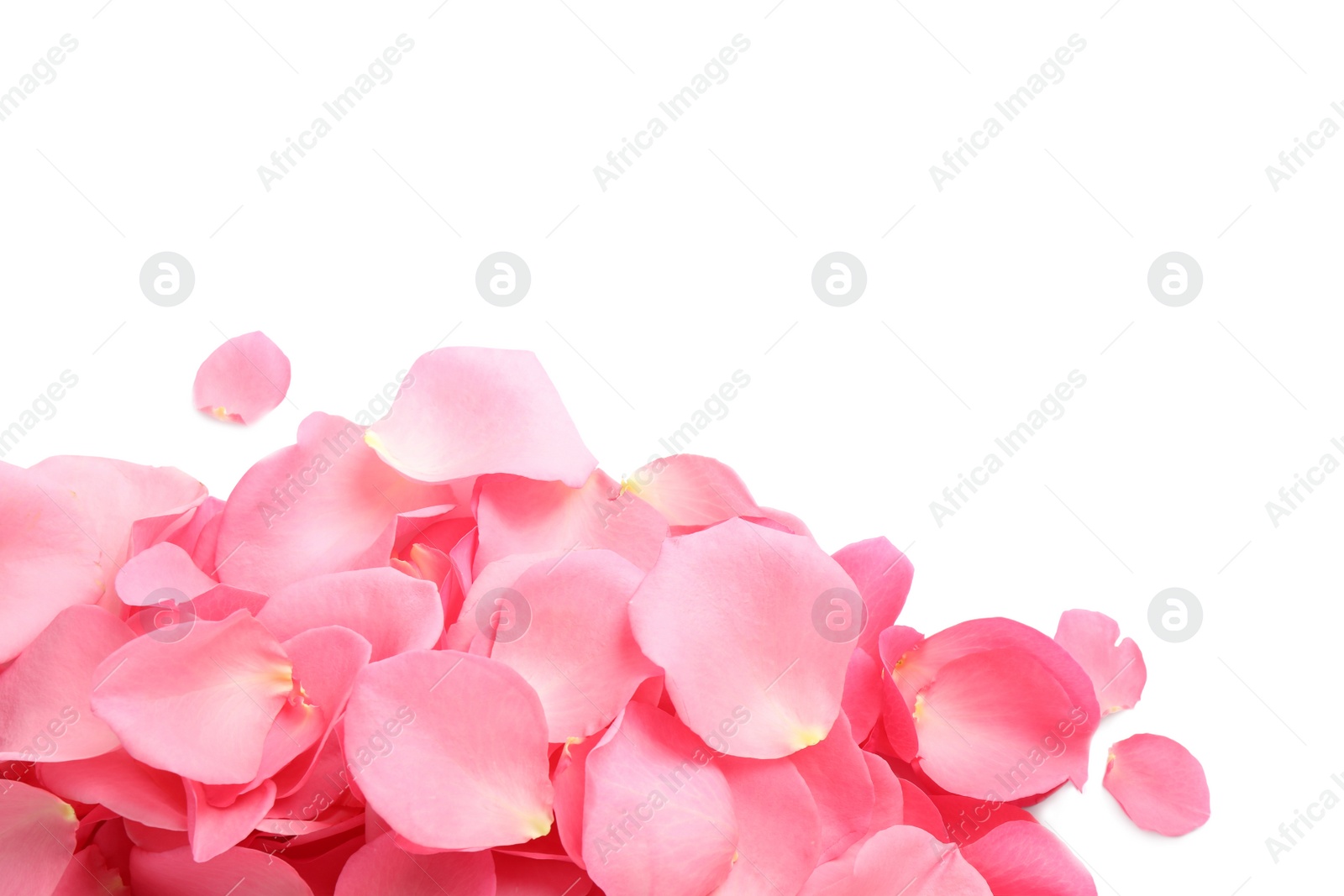 Photo of Pile of fresh pink rose petals on white background, top view