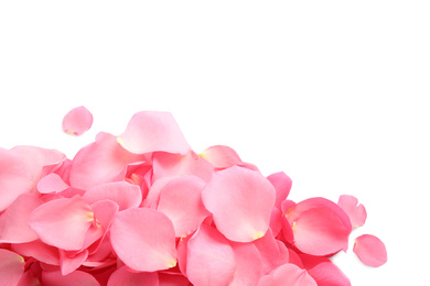 Pile of fresh pink rose petals on white background, top view