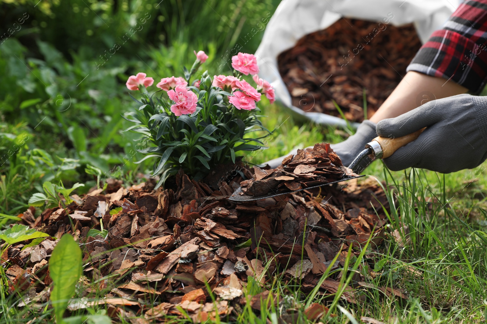 Photo of Woman mulching beautiful flowers with bark chips in garden, closeup