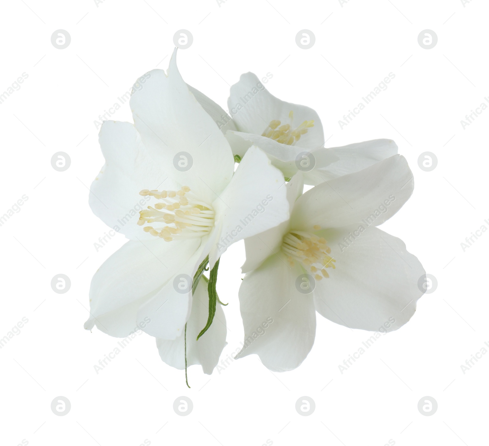 Photo of Branch of jasmine flowers isolated on white