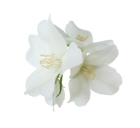 Photo of Branch of jasmine flowers isolated on white