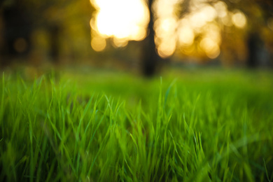 Photo of Bright green grass in park. Bokeh effect