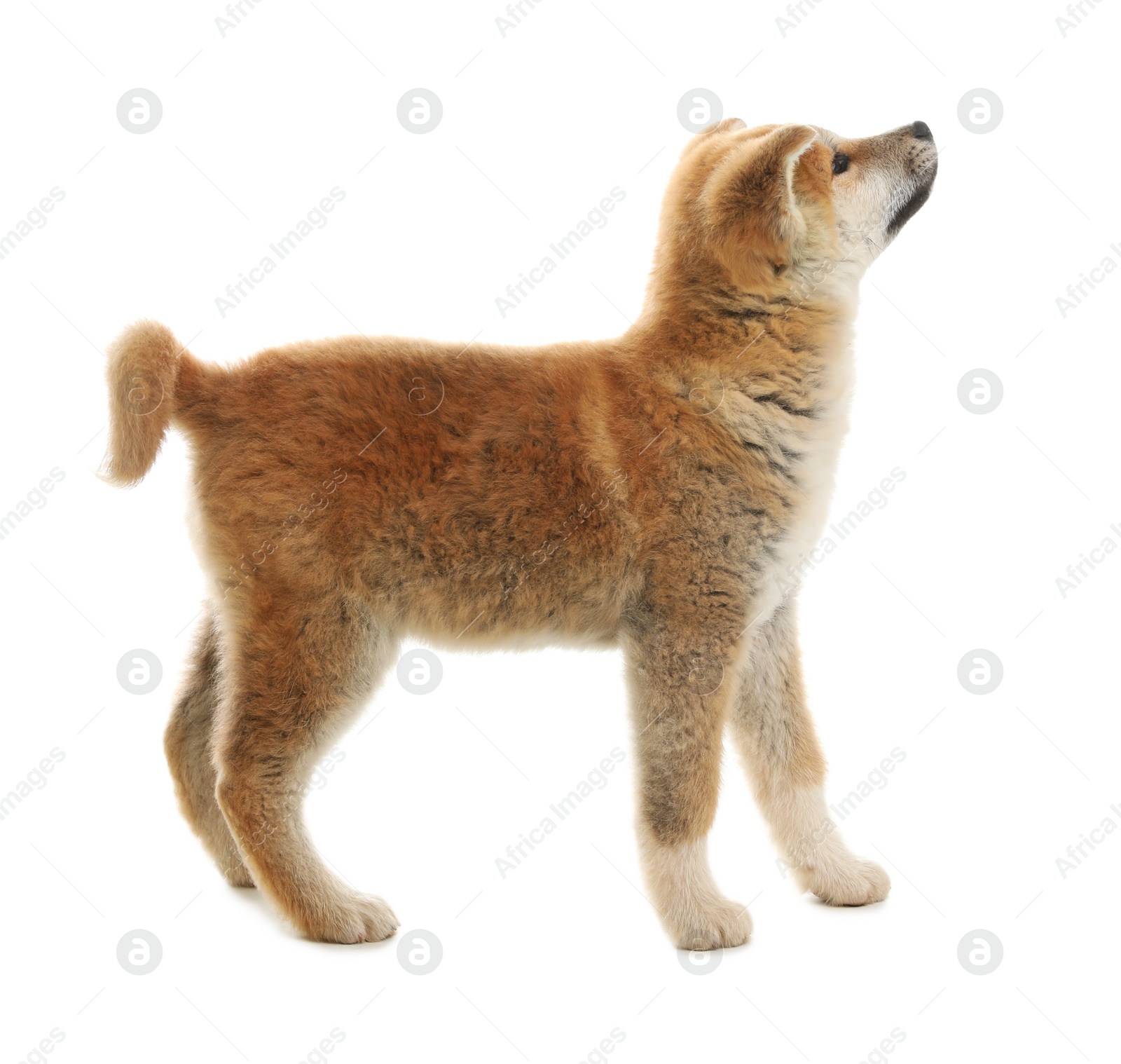 Photo of Cute akita inu puppy isolated on white