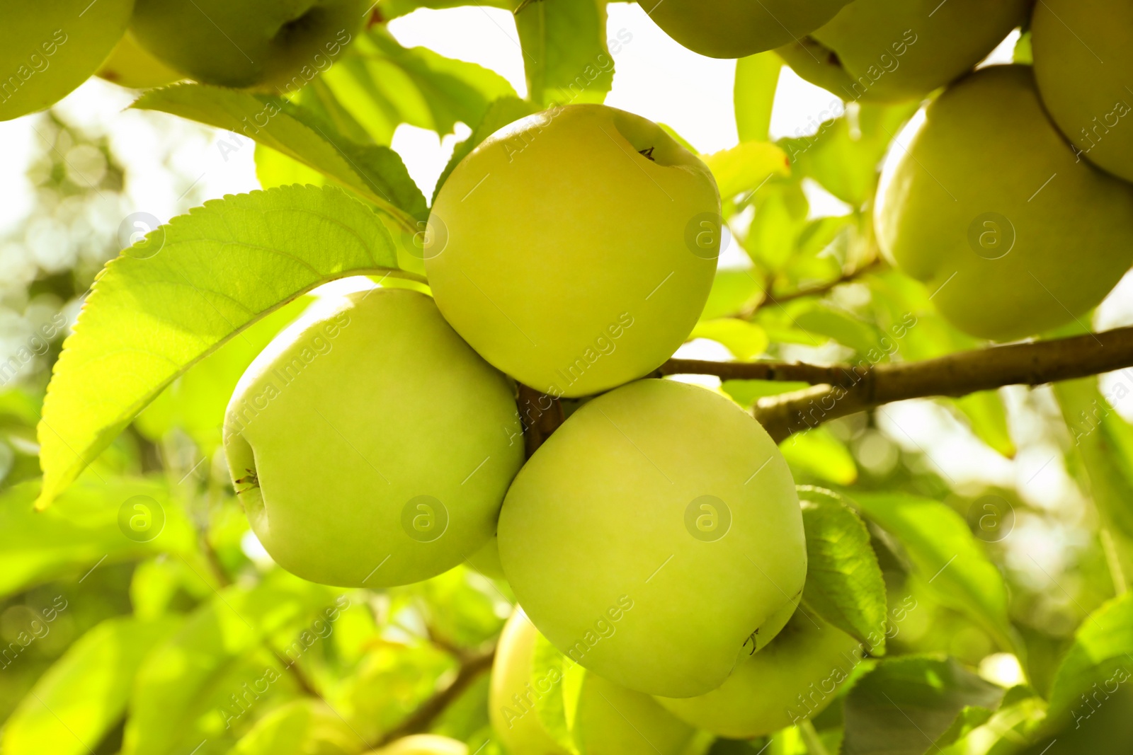 Photo of Tree branch with ripe apples outdoors on sunny day