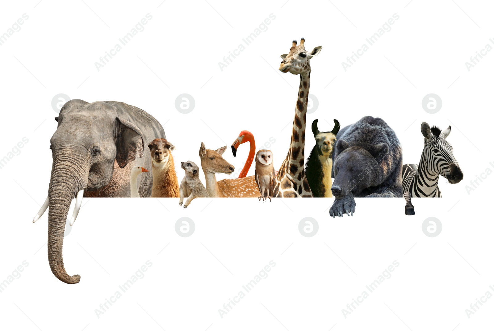 Image of Group of different wild animals standing behind banner on white background, collage