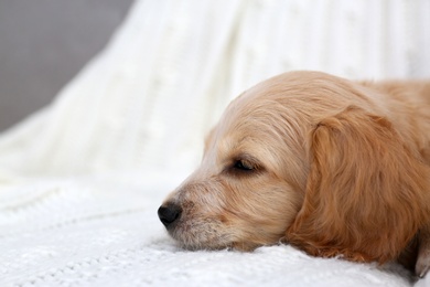 Photo of Cute English Cocker Spaniel puppy on soft plaid. Space for text