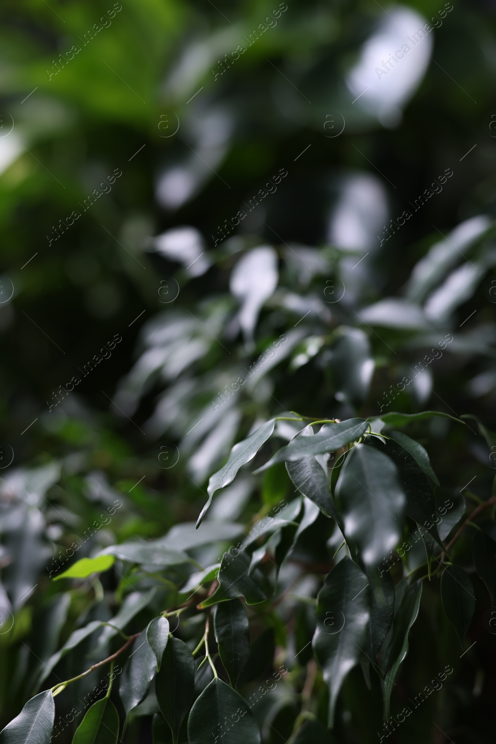 Photo of Plants with fresh green leaves in darkness, closeup